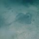 43- Raie en train de s'enfouir dans le sable 